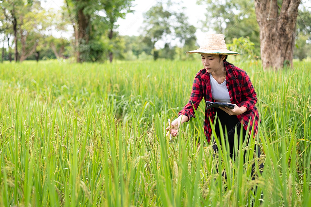 Mulher agricultora segurando um tablet e fazendo analise das plantações