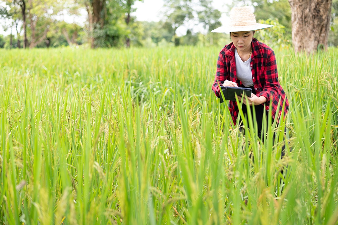 Mulher agricultora segurando um tablet e fazendo analise das plantações