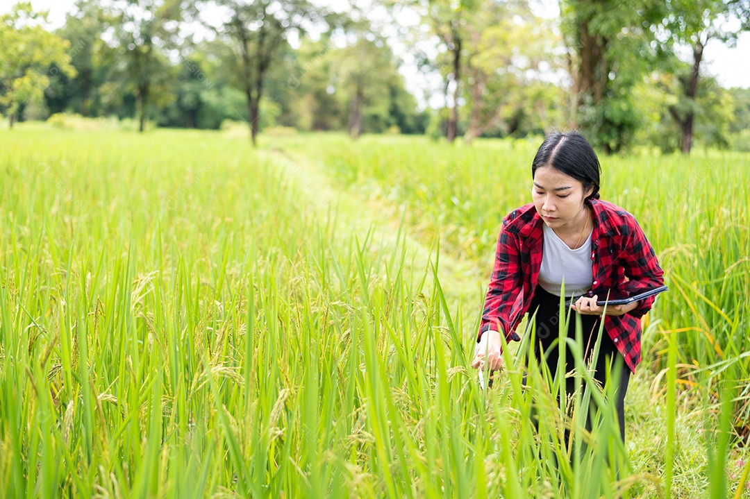 Mulher agricultora segurando um tablet e fazendo analise das plantações