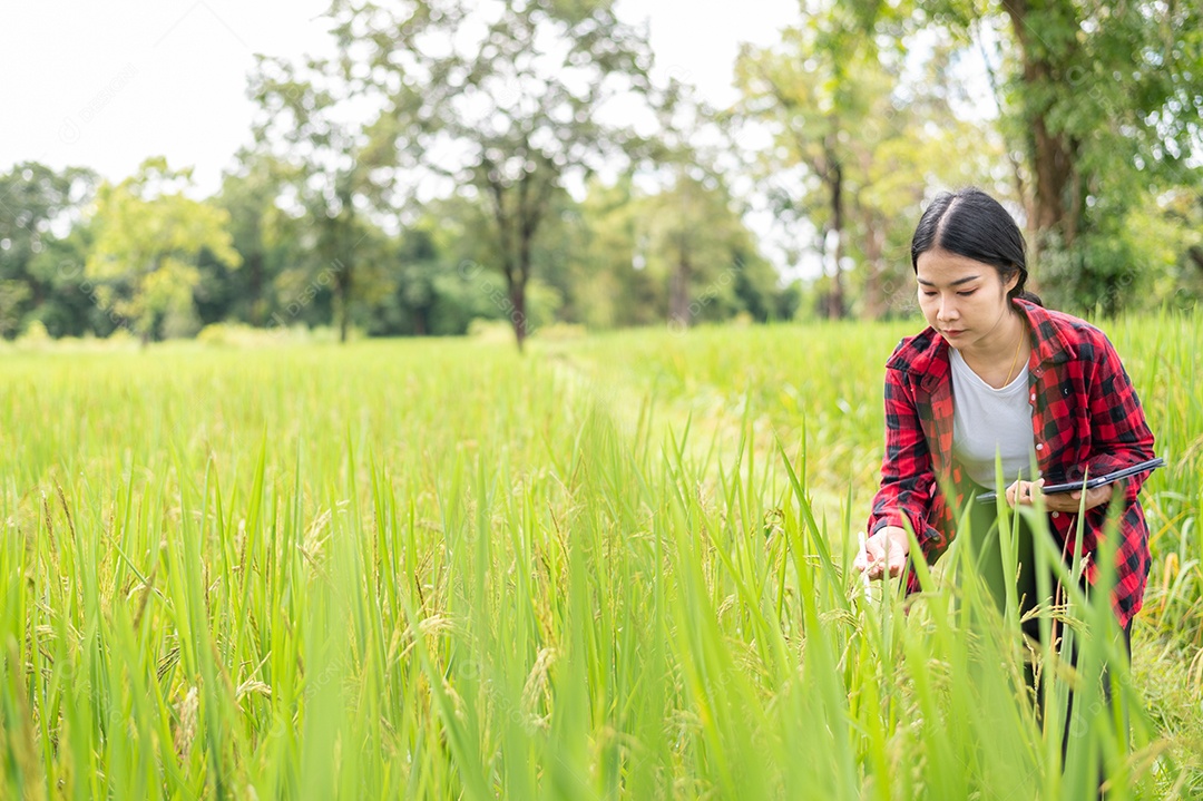 Mulher agricultora segurando um tablet e fazendo analise das plantações