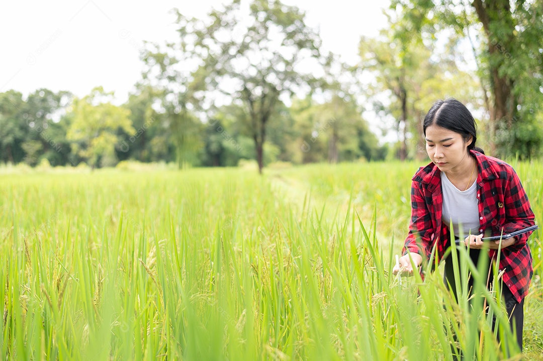 Mulher agricultora segurando um tablet e fazendo analise das plantações