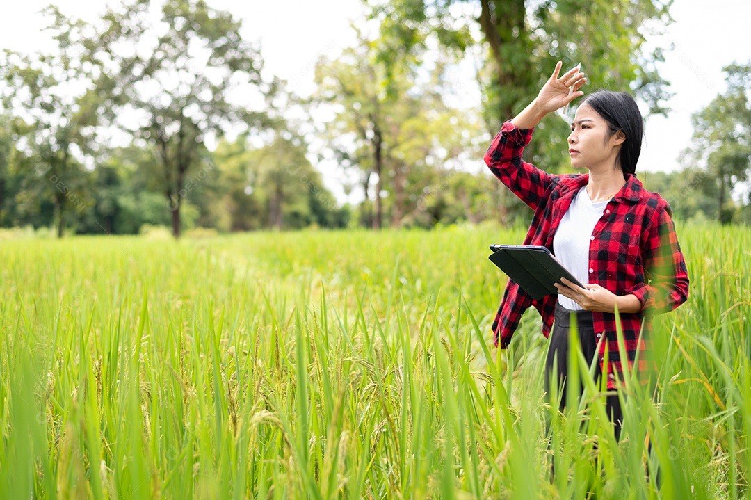 Mulher agricultora segurando um tablet e fazendo analise das plantações