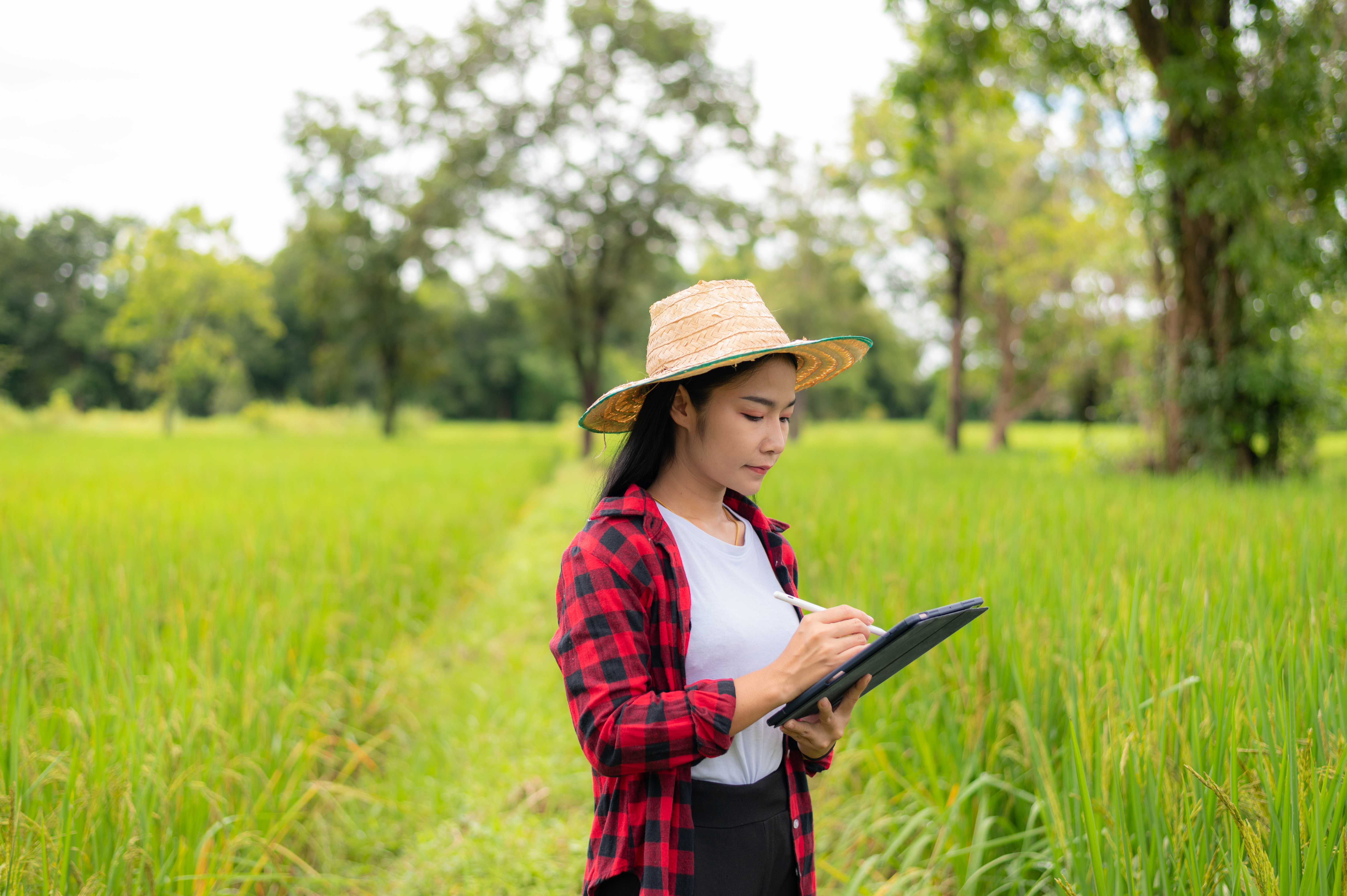 Mulher agricultora segurando um tablet e fazendo analise das plantações