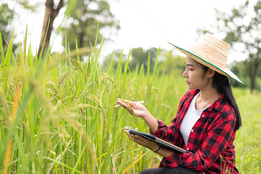 Mulher agricultora segurando um tablet e fazendo analise das plantações