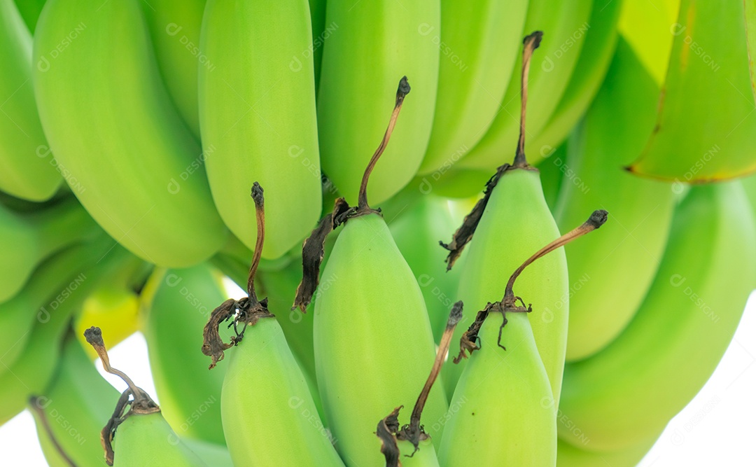 Grupo aproximado de bananas verdes cruas cultivadas no jardim de bananas