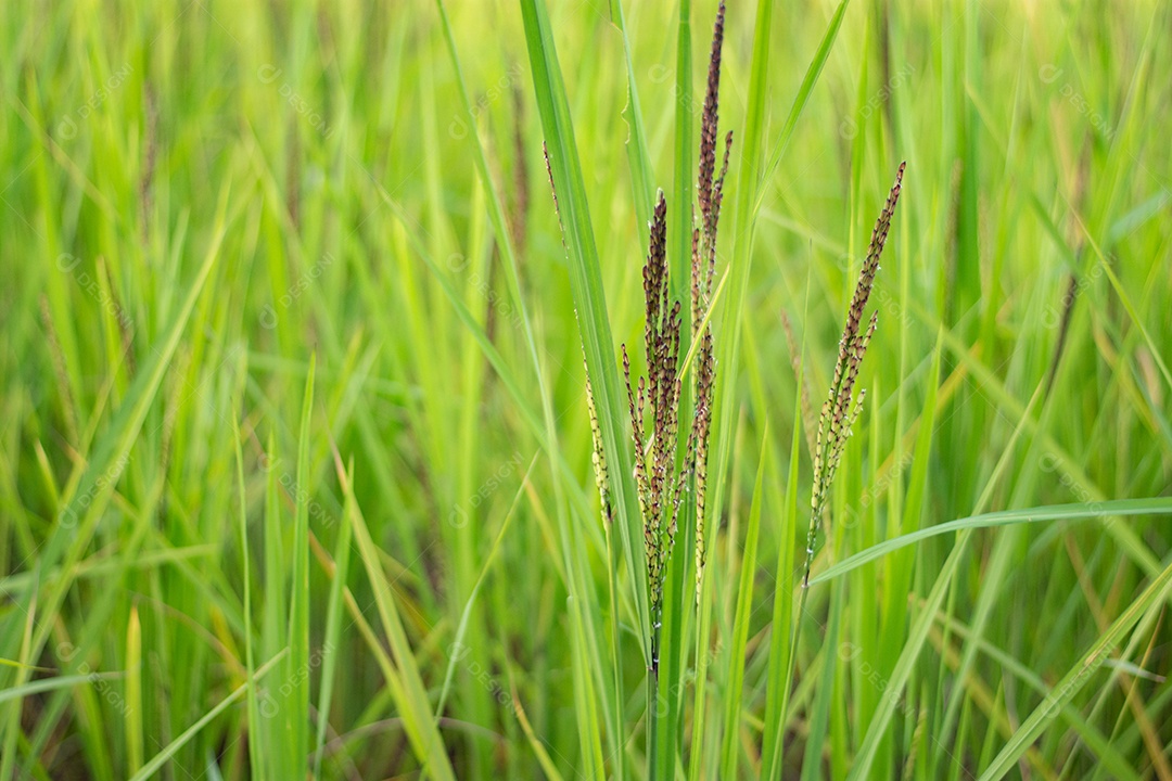 Feche de planta de arroz verde no campo