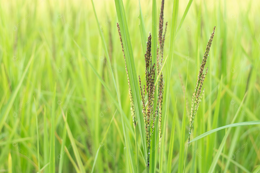 Feche de planta de arroz verde no campo