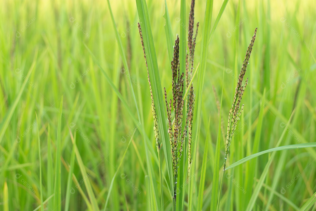 Feche de planta de arroz verde no campo