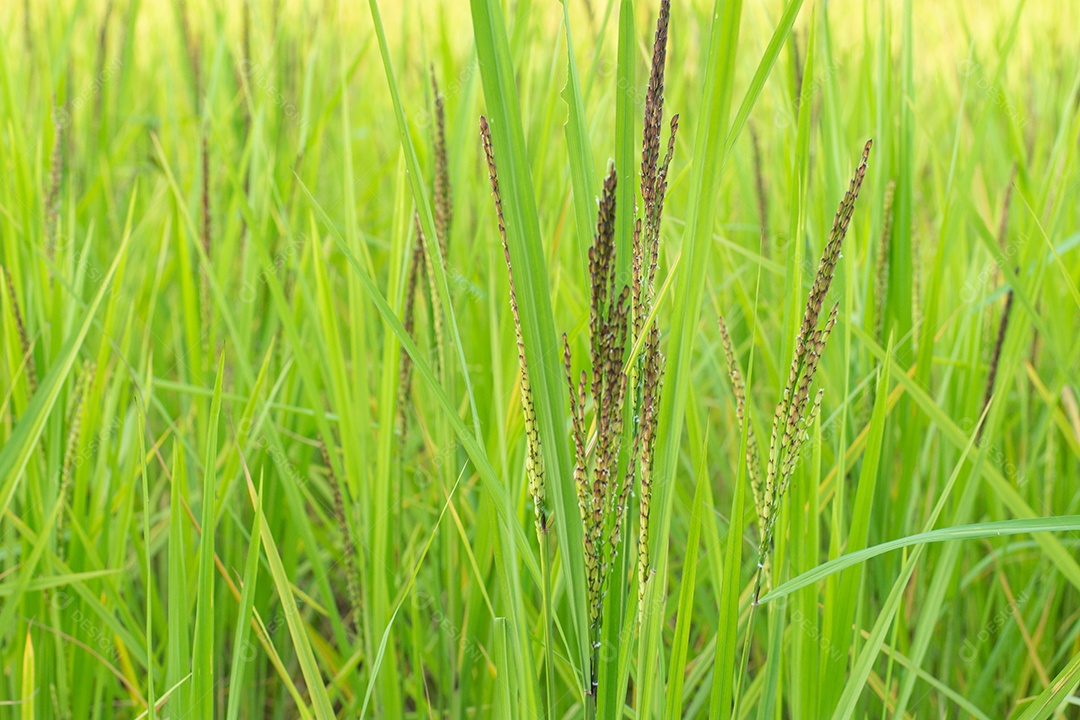 Feche de planta de arroz verde no campo