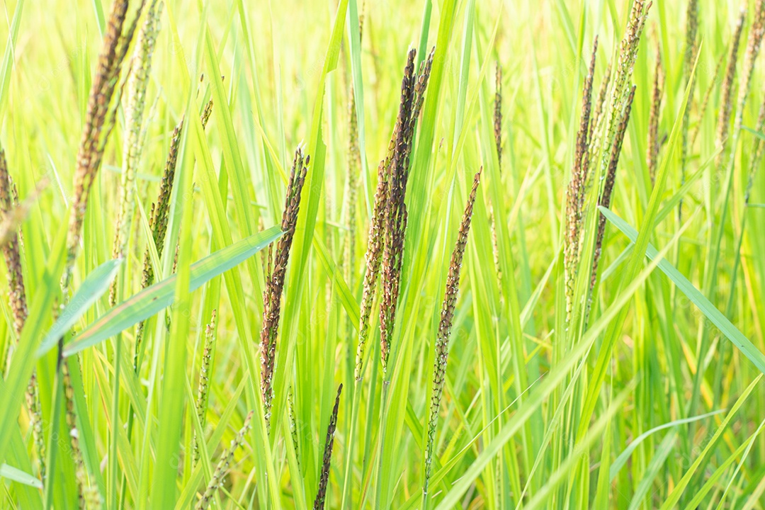 Feche de planta de arroz verde no campo