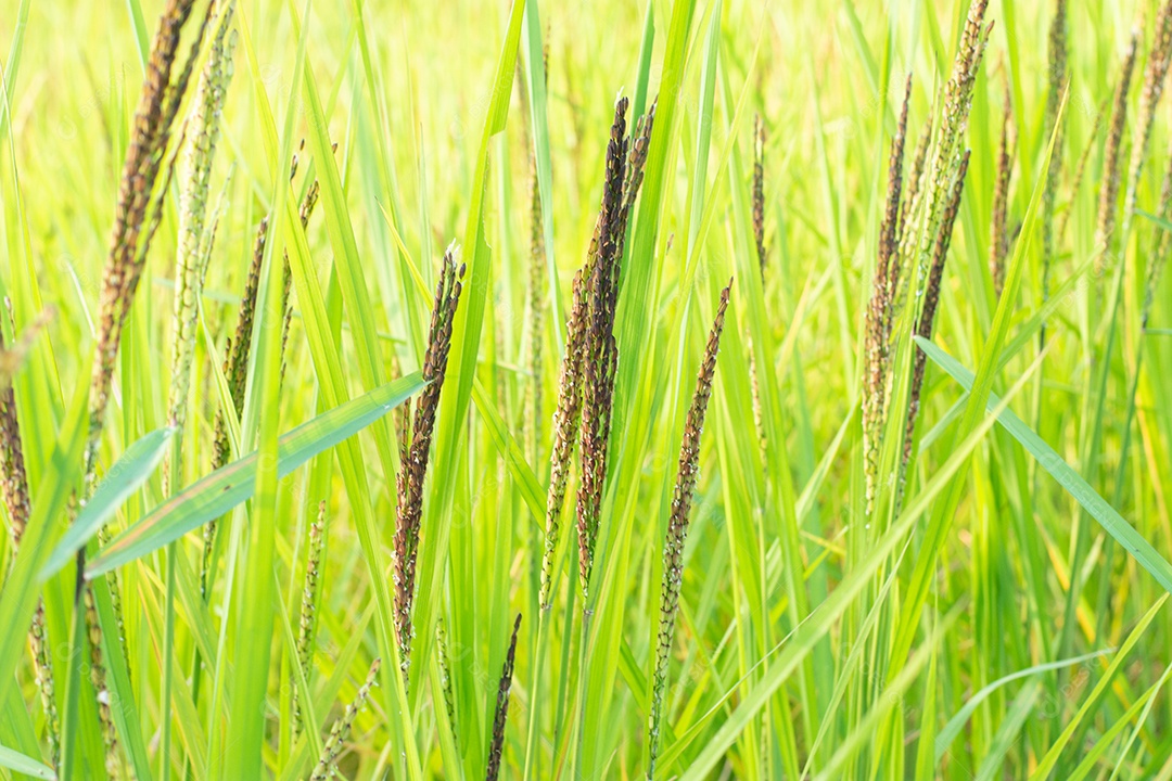 Feche de planta de arroz verde no campo