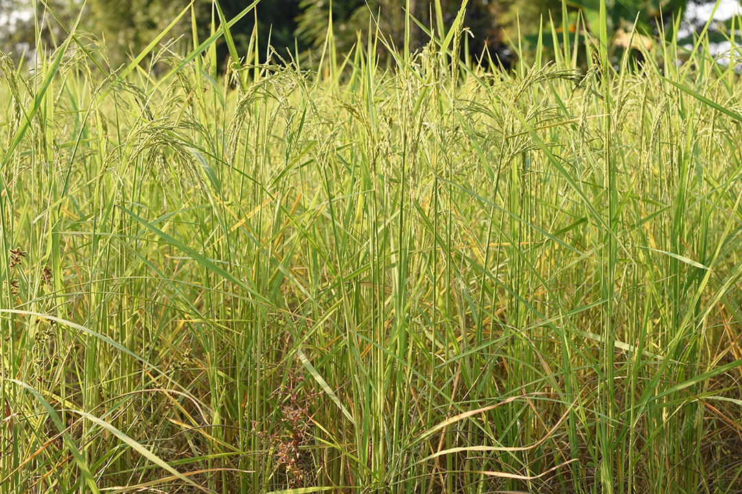 Feche de planta de arroz verde no campo