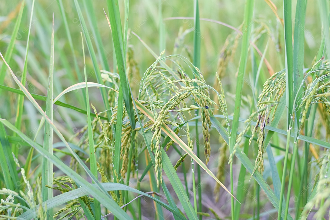 Feche de planta de arroz verde no campo