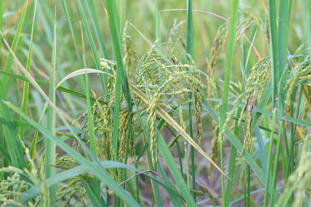 Feche de planta de arroz verde no campo