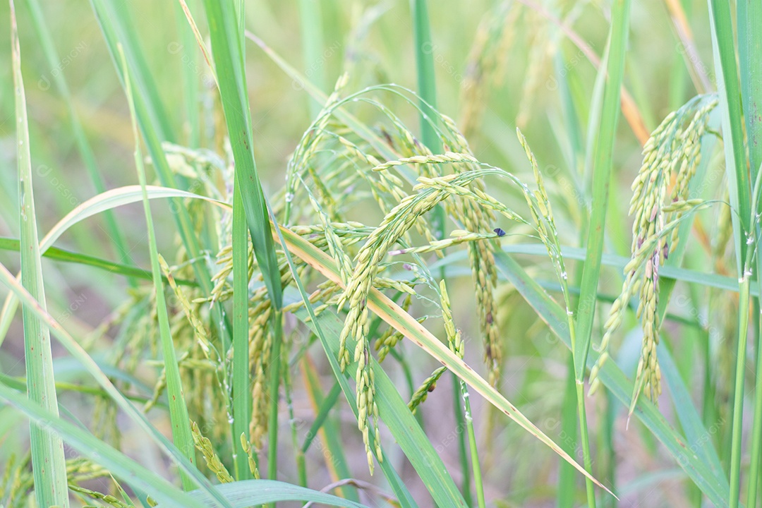 Close up of green rice plant in the field
