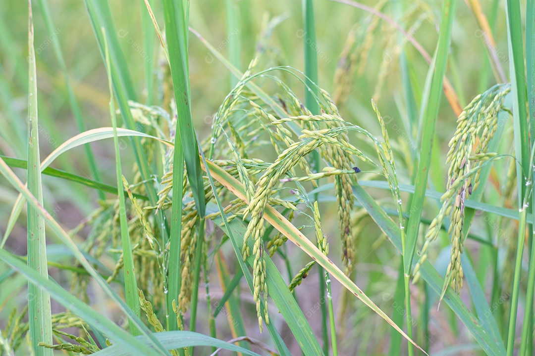 Feche de planta de arroz verde no campo