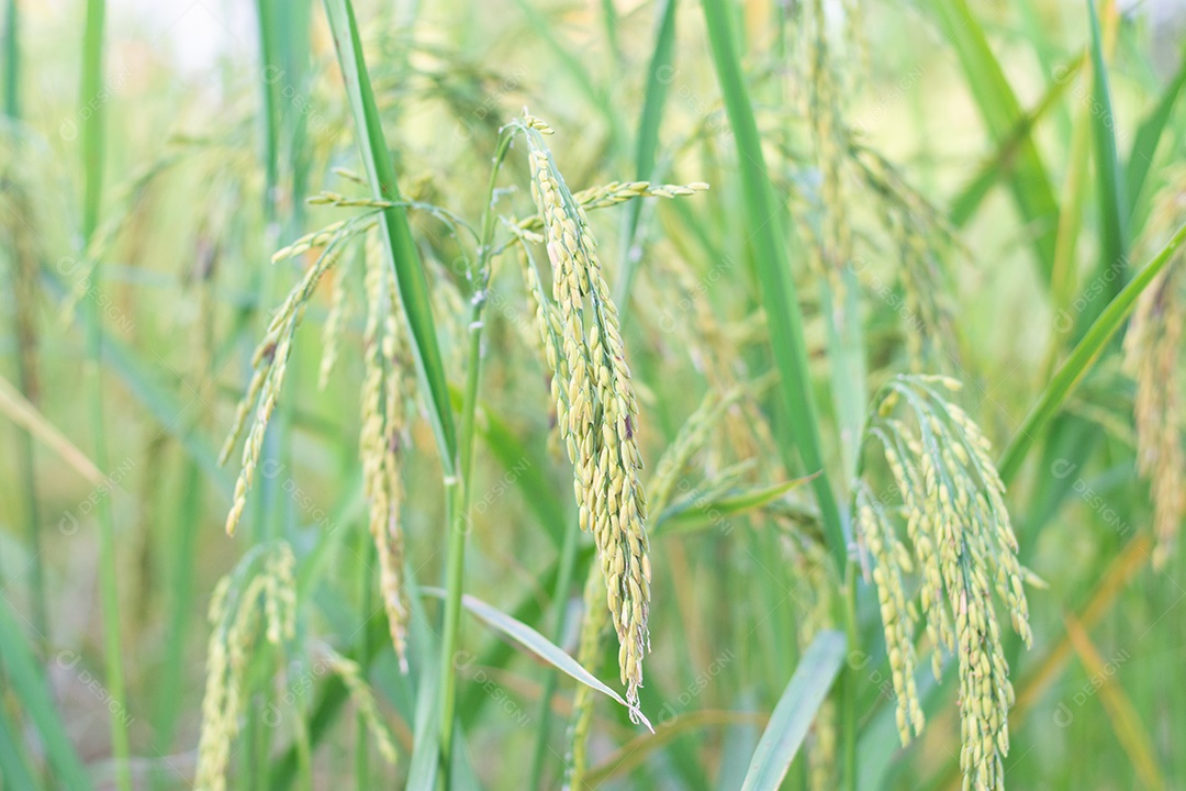 Feche de planta de arroz verde no campo