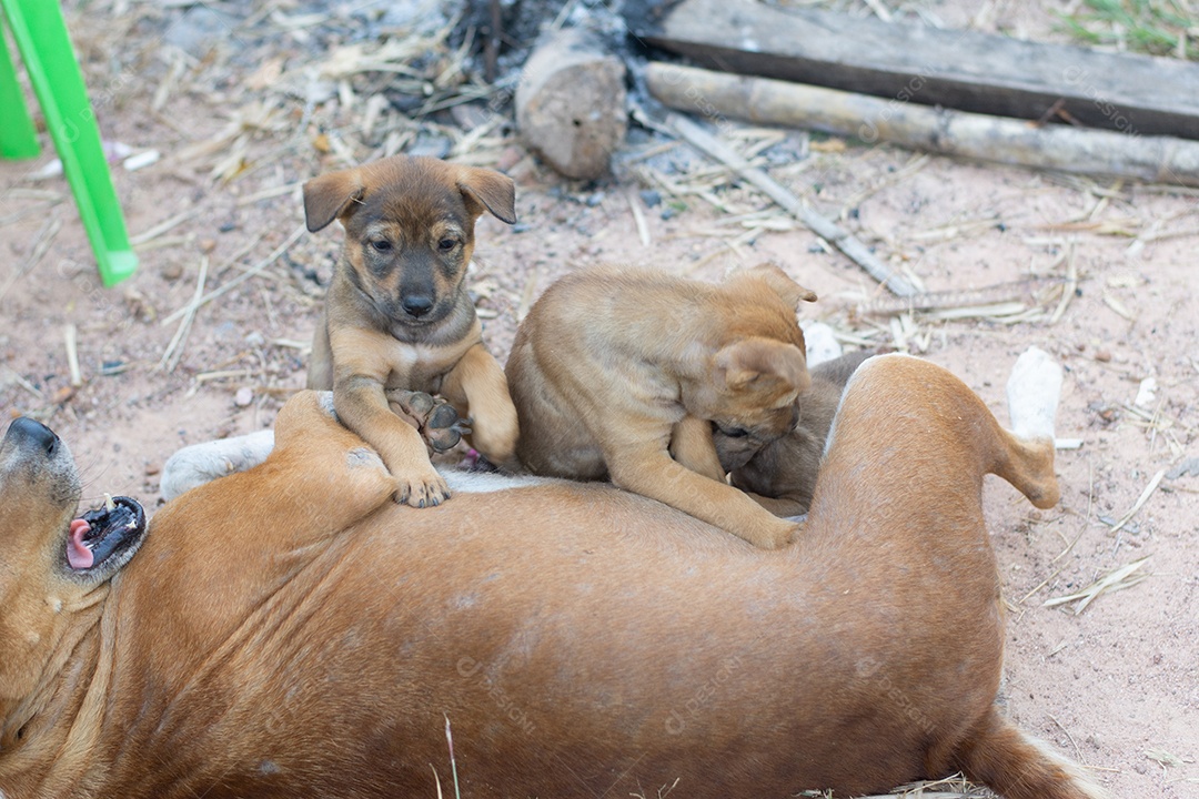 Cachorro vira lata com filhote soltos
