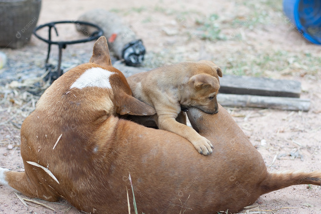 Cachorro vira lata com filhote soltos