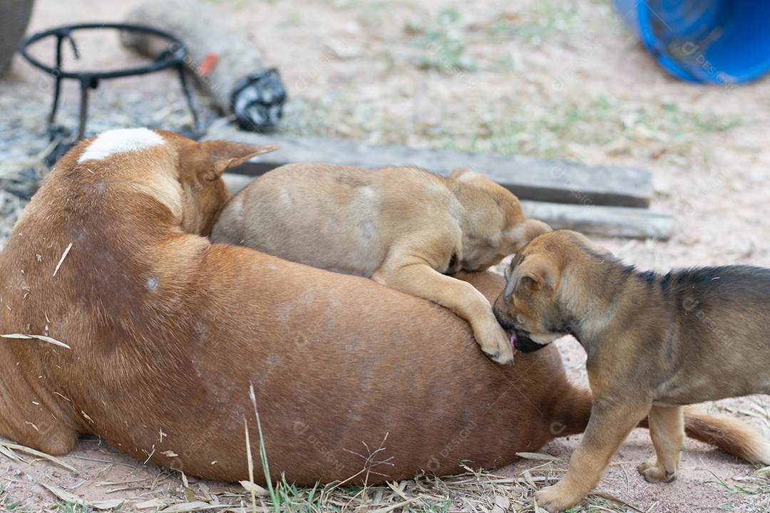 Cachorro vira lata com filhote soltos brincando