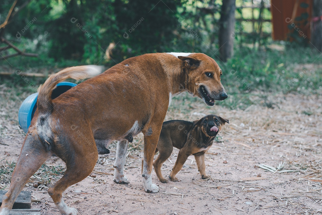 Cachorro vira lata com filhote soltos