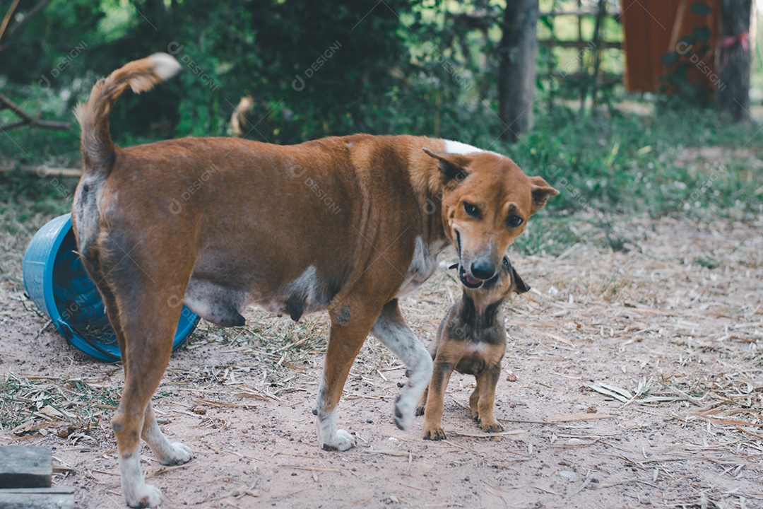 Cachorro vira lata com filhote soltos