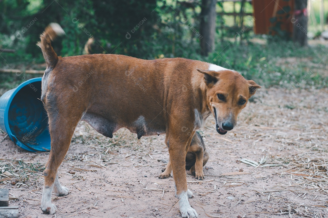 Cachorro vira lata com filhote soltos