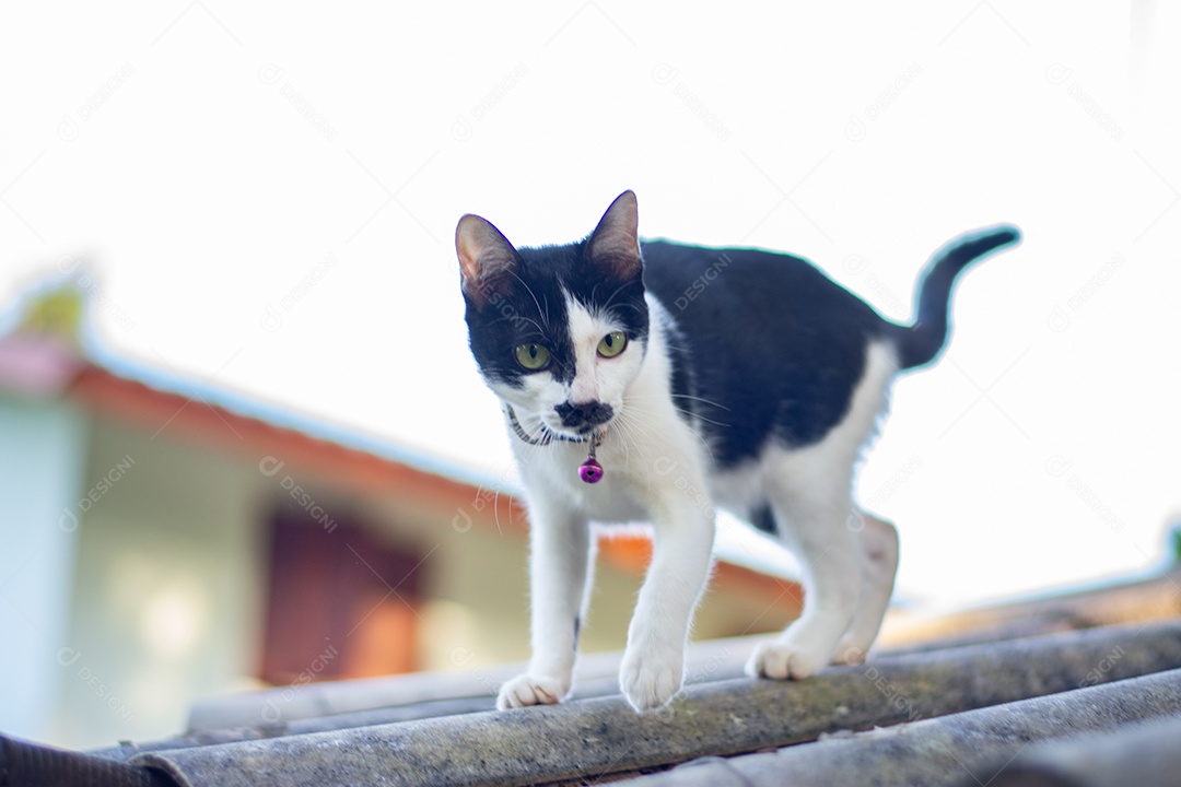 Imagem de um gato domestico preto com branco no telhado