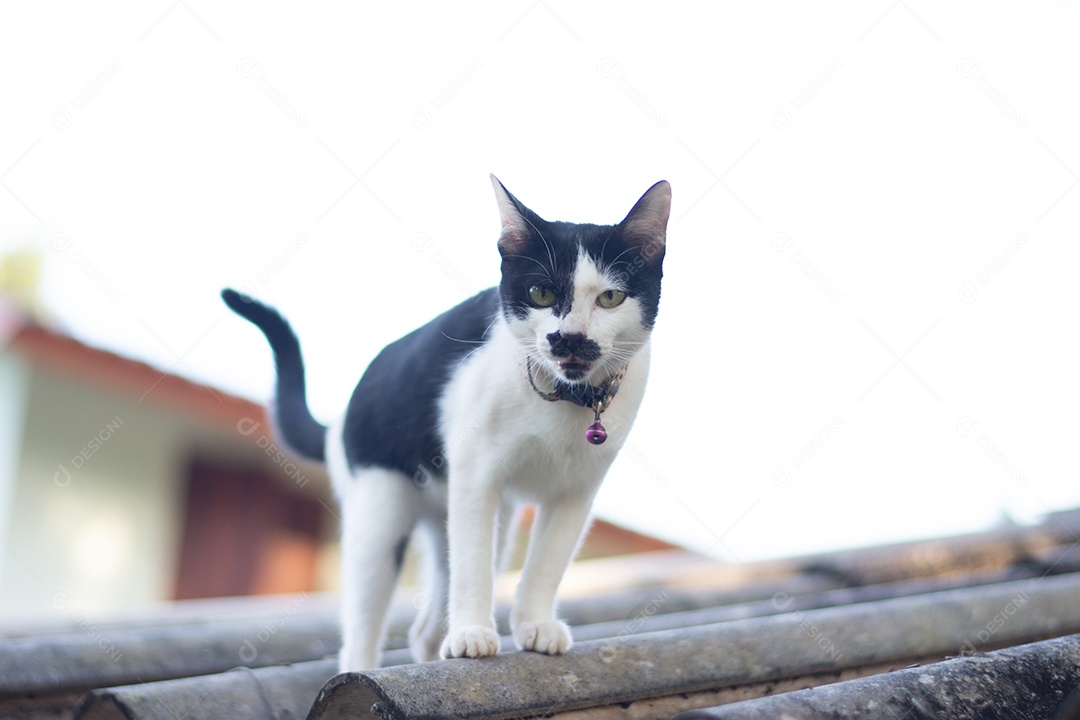 Imagem de um gato domestico preto com branco no telhado