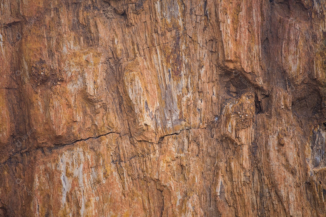 Fundo de textura de madeira petrificada