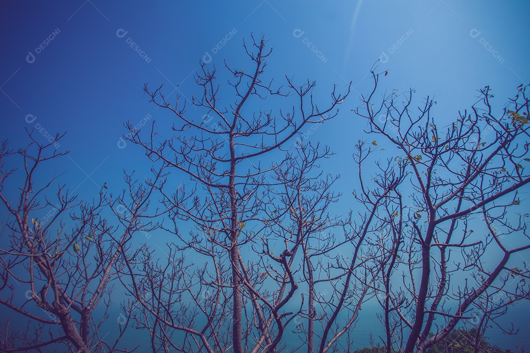 Árvores queimadas após um incêndio florestal cor vintage.