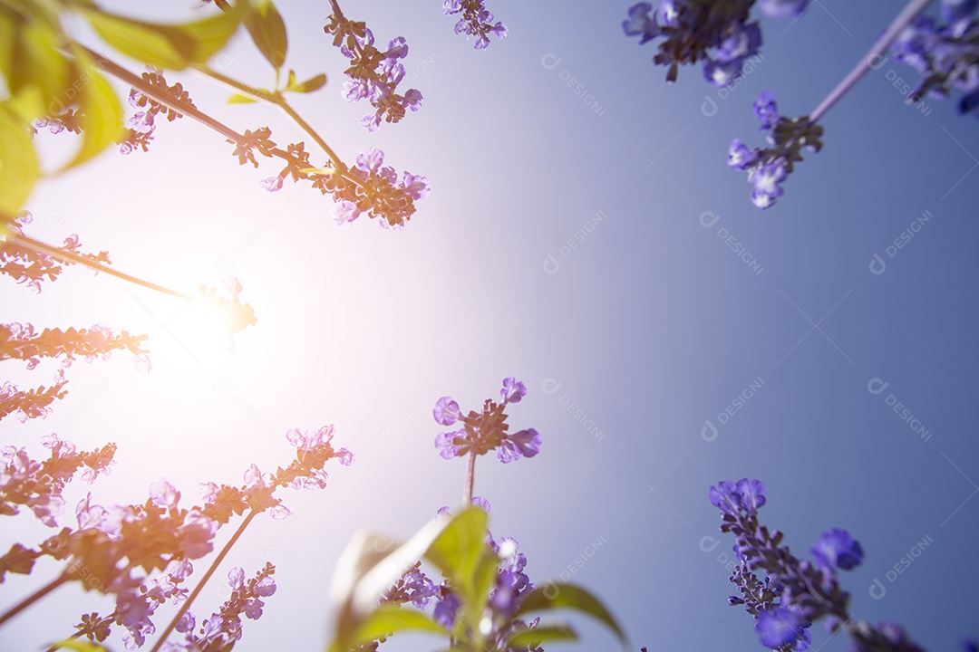 Campos de lavanda roxos de cores bonitas com céu azul.