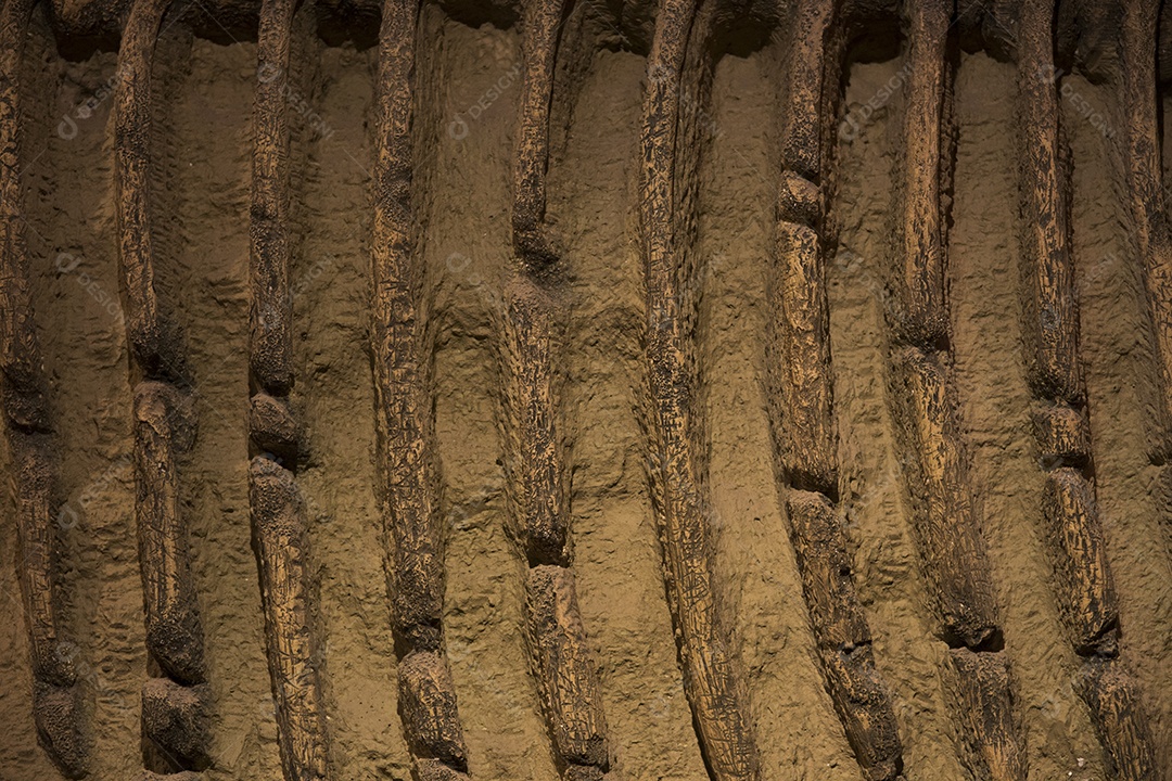 Fóssil de dinossauro.