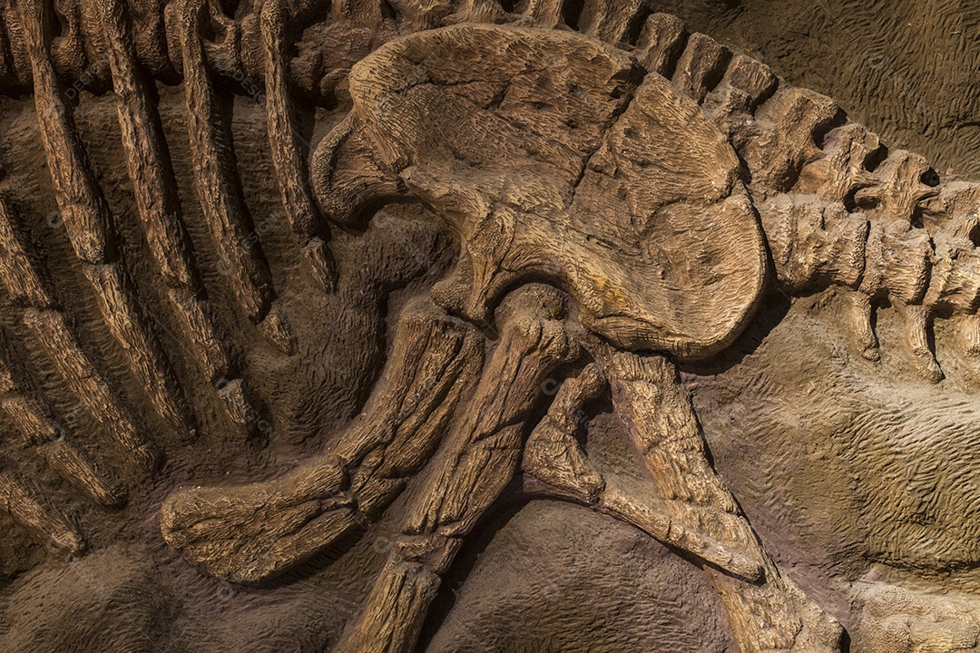 Fóssil de dinossauro.