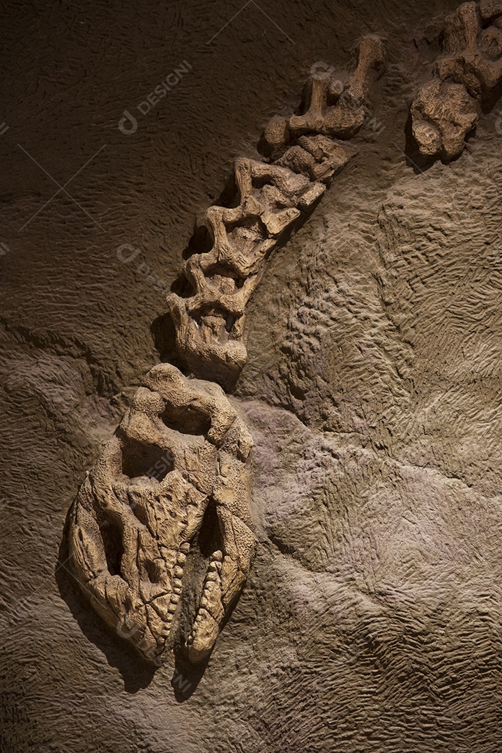 Fóssil de dinossauro.