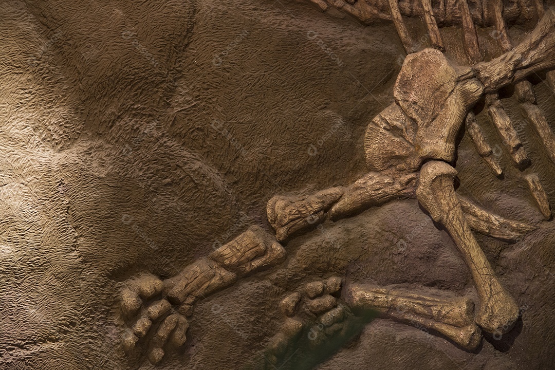 Fóssil de dinossauro.