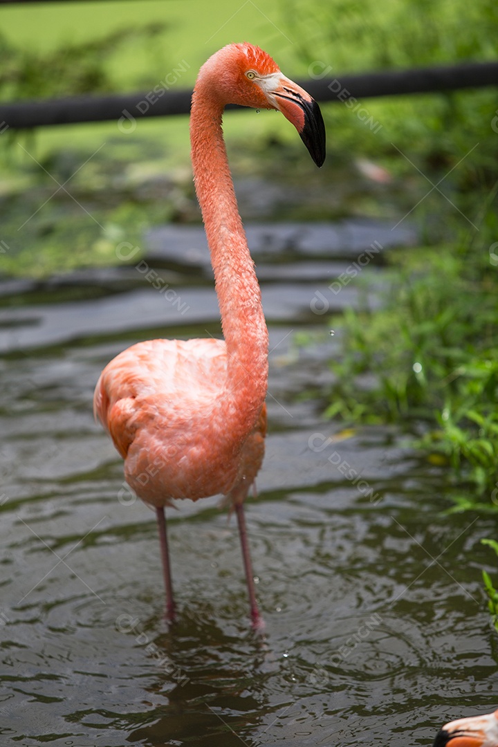 Maior Flamingo, Phoenicopterus ruber, lindo pássaro rosa grande.