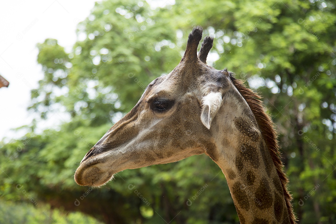 Close-up vista de um rosto de girafa.