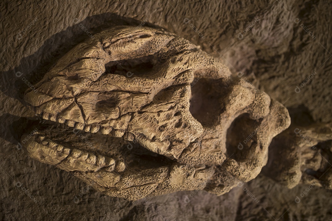 Fóssil de dinossauro.