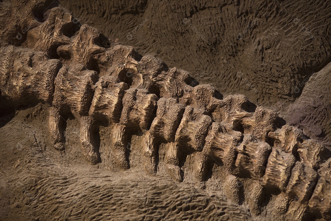 Fóssil de dinossauro.