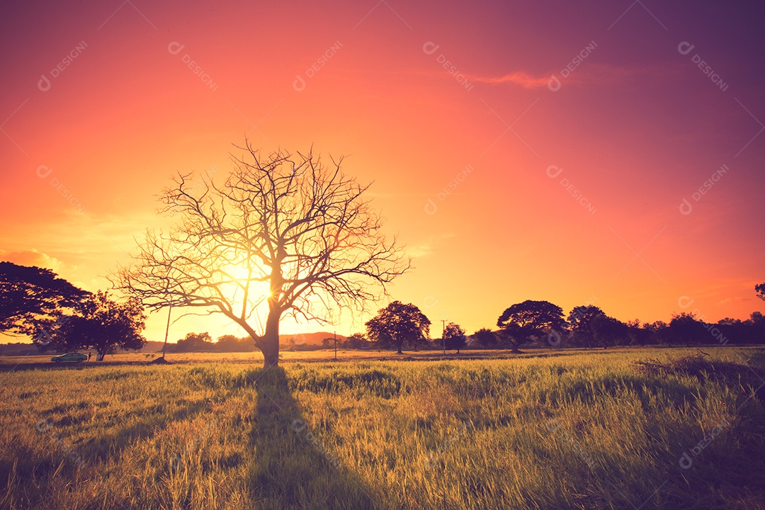 Velho carvalho no pôr do sol com sol cor vintage