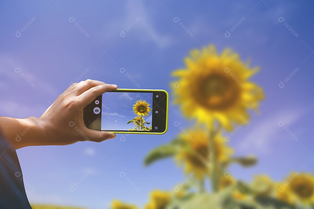 Segurando o smartphone para captura, tire uma foto de flores girassol