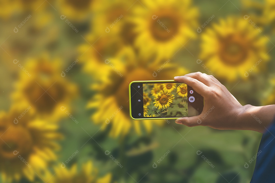 Segurando o smartphone para captura, tire uma foto de flores girassol