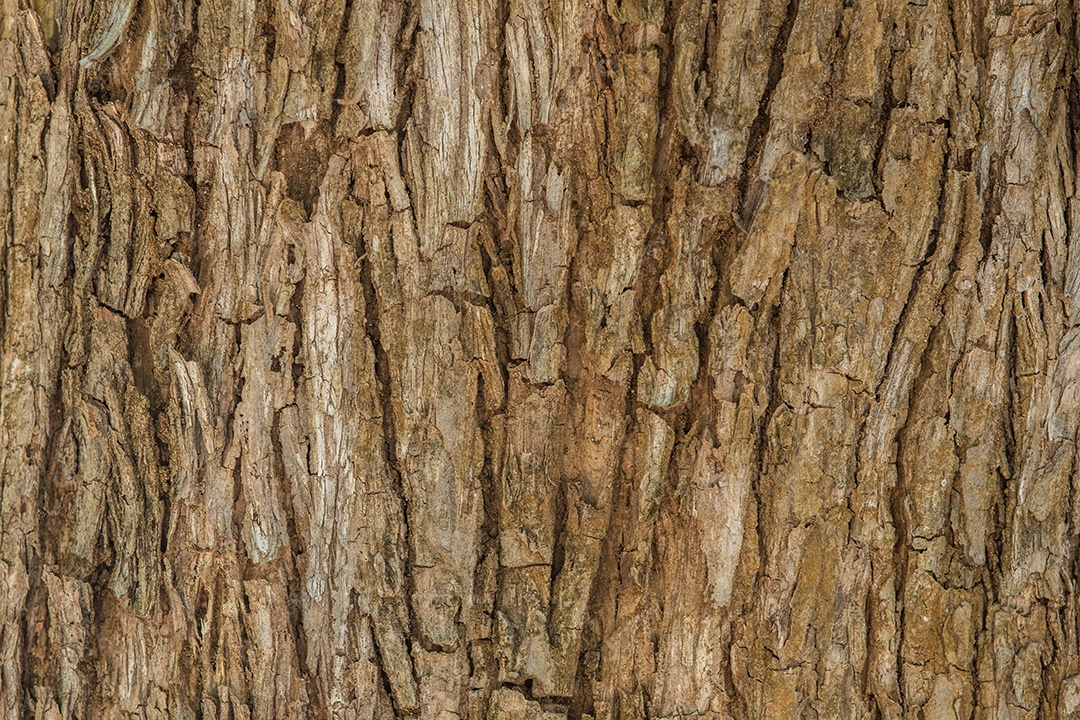 Parede feita de pranchas de madeira.