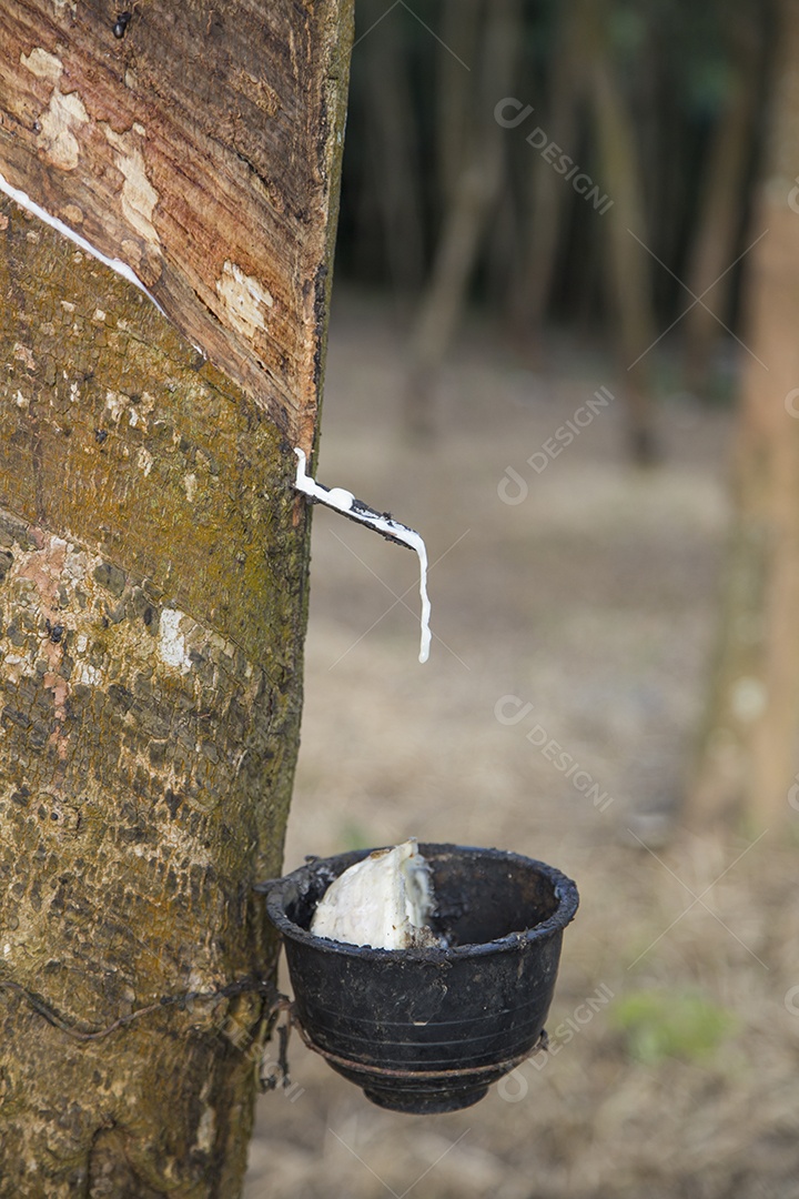 Leite de borracha na tigela de borracha da planta de seringueira.