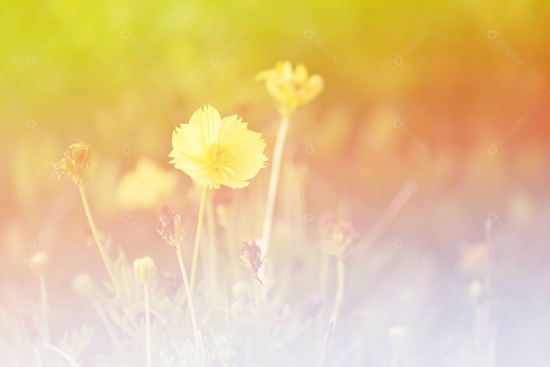 Flores ao nascer do sol.