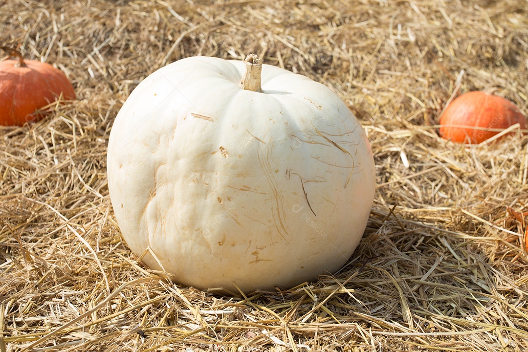 Abóbora sobre plantio verdura