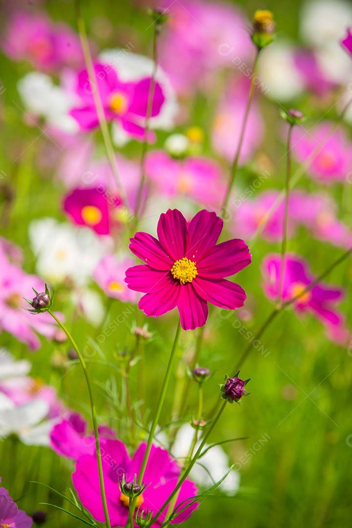Flor do Cosmos Cosmos Bipinnatus