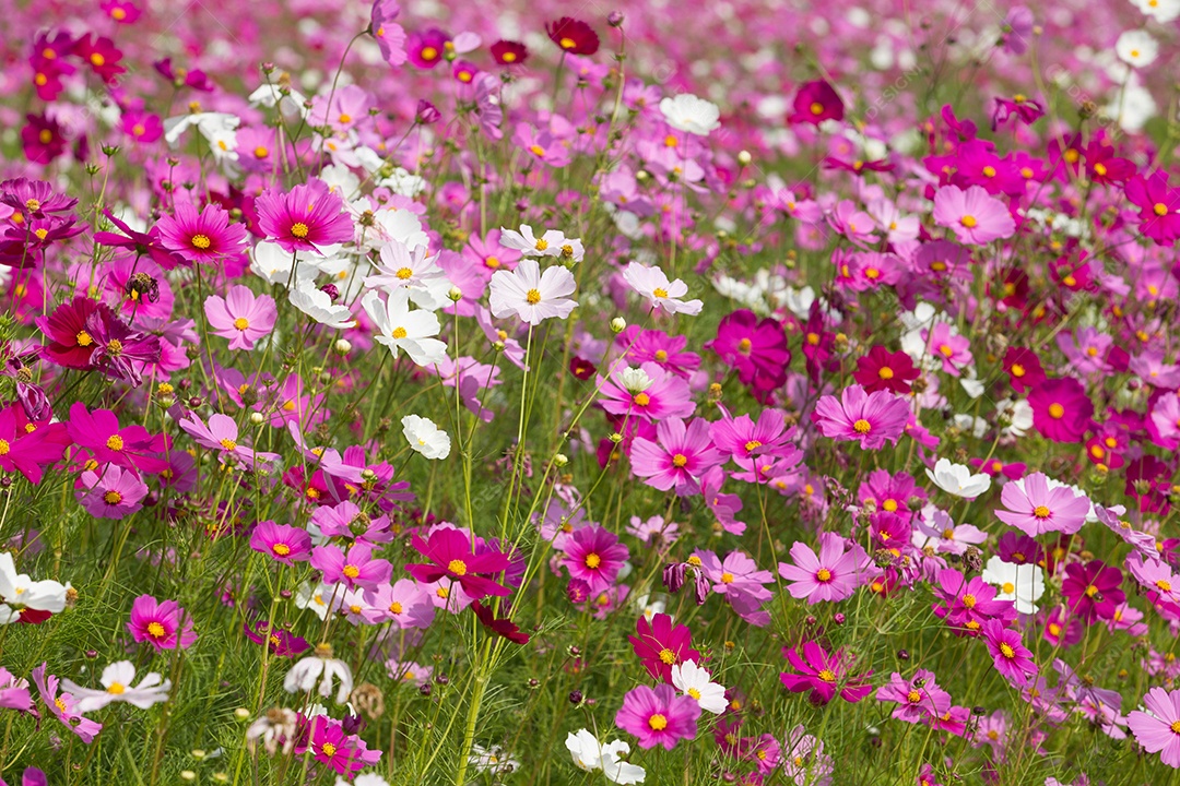 Flor do Cosmos Cosmos Bipinnatus