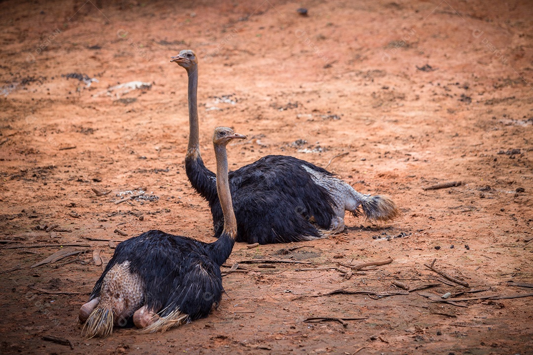 Avestruzes deitado sobre chão sobre fundo desfocado floresta